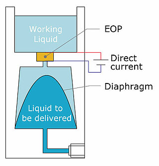 IBP internal structure